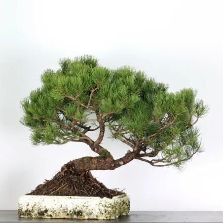 image supplémentaire - PREBONSAI "PINUS MUGO" n°13