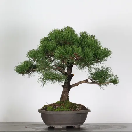 PREBONSAI PIN MUGO n°14
