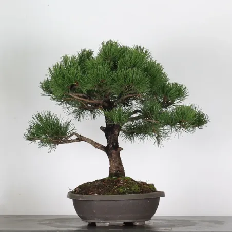 image supplémentaire - PREBONSAI PIN MUGO n°14