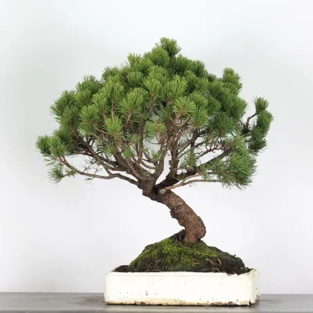 PREBONSAI "PINUS MUGO" n°15