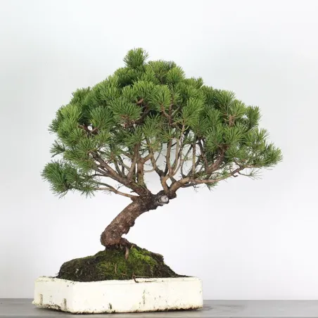image supplémentaire - PREBONSAI PIN MUGO n°15