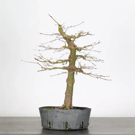 image supplémentaire - PREBONSAI MAPLE PALMATUM n°5