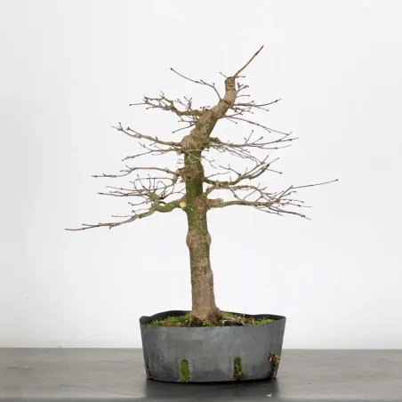 PREBONSAI ERABLE PALMATUM n°5