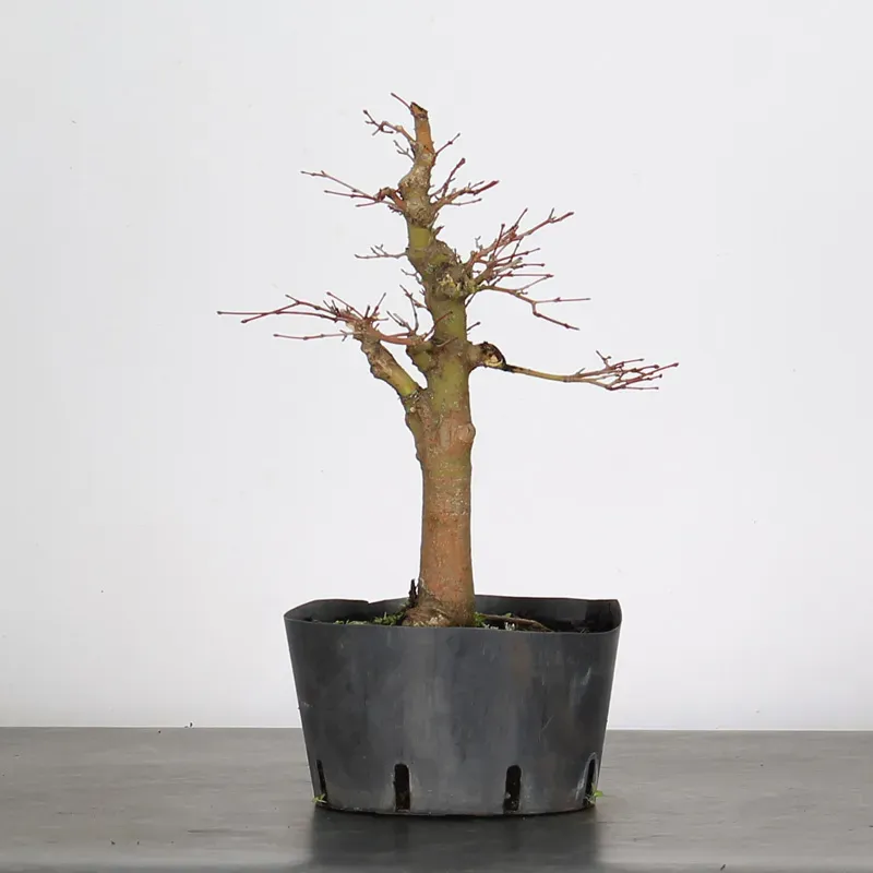 image supplémentaire - PREBONSAI ERABLE PALMATUM n°12