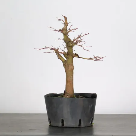 image supplémentaire - PREBONSAI MAPLE PALMATUM n°12