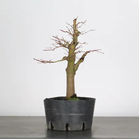 PREBONSAI ERABLE PALMATUM n°12