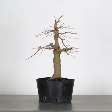PREBONSAI ERABLE PALMATUM n°14