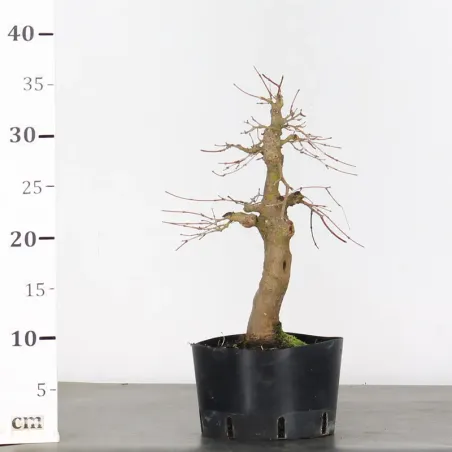 image supplémentaire - PREBONSAI ERABLE PALMATUM n°14