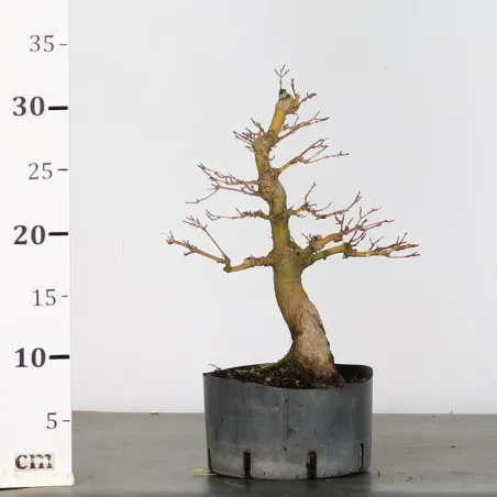 image supplémentaire - PREBONSAI ERABLE PALMATUM n°15