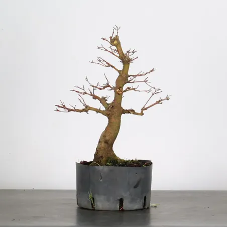 PREBONSAI MAPLE PALMATUM n°15