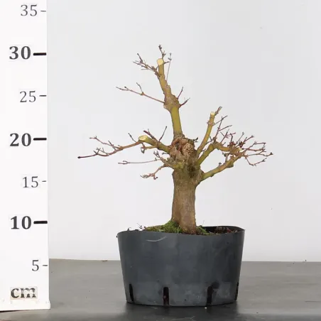 image supplémentaire - PREBONSAI ERABLE PALMATUM n°16