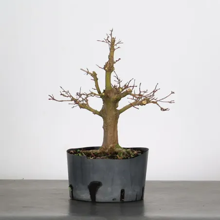 PREBONSAI ERABLE PALMATUM n°16