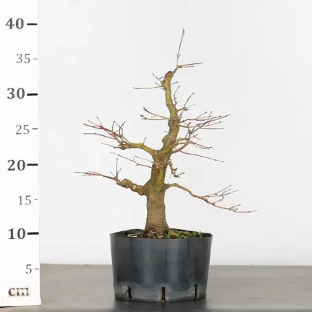 image supplémentaire - PREBONSAI ERABLE PALMATUM n°17