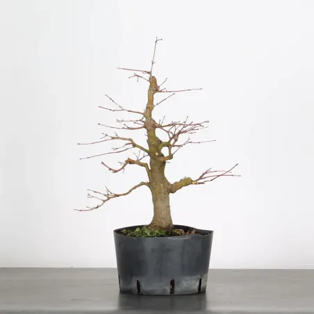 PREBONSAI MAPLE PALMATUM n°17