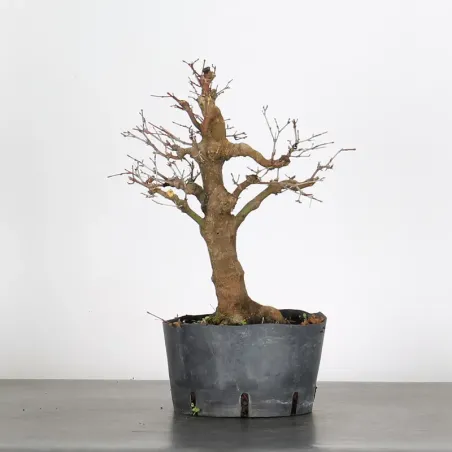 PREBONSAI ERABLE PALMATUM n°18