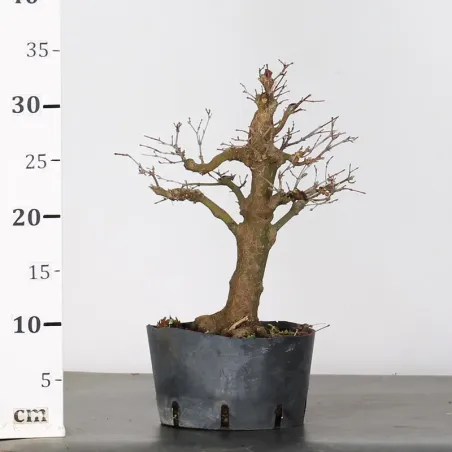 image supplémentaire - PREBONSAI ERABLE PALMATUM n°18
