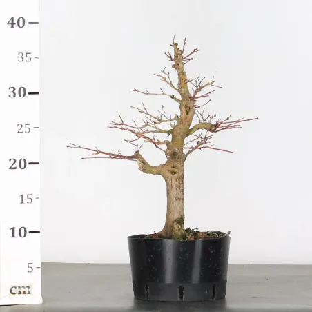 image supplémentaire - PREBONSAI ERABLE PALMATUM n°19