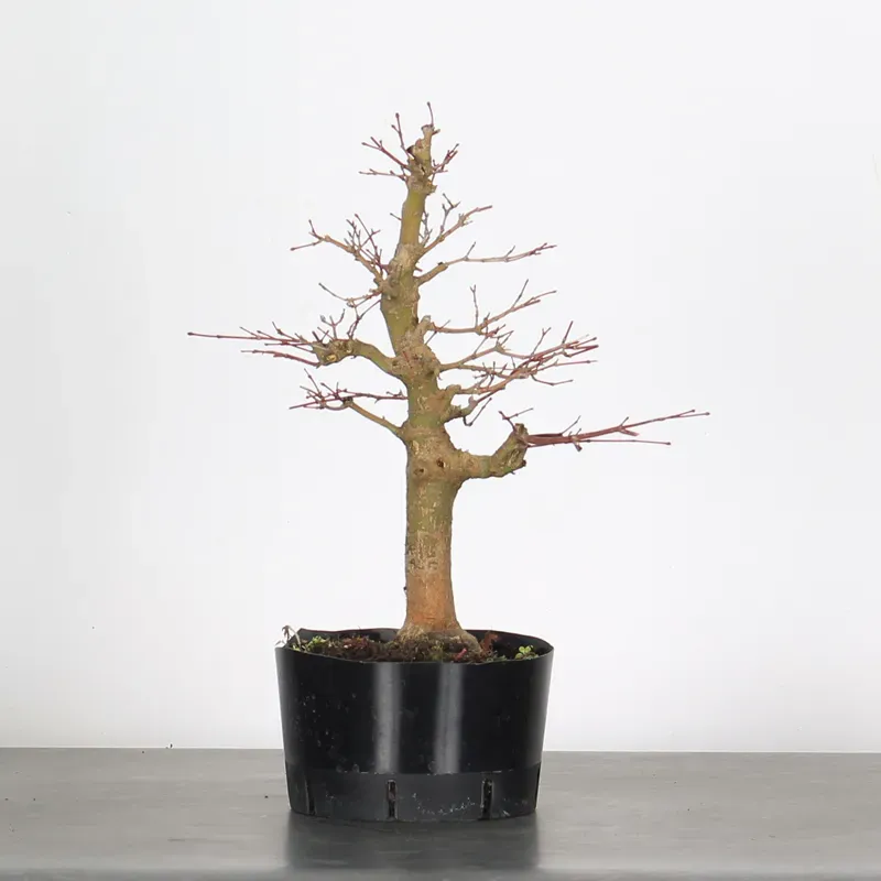 PREBONSAI MAPLE PALMATUM n°19