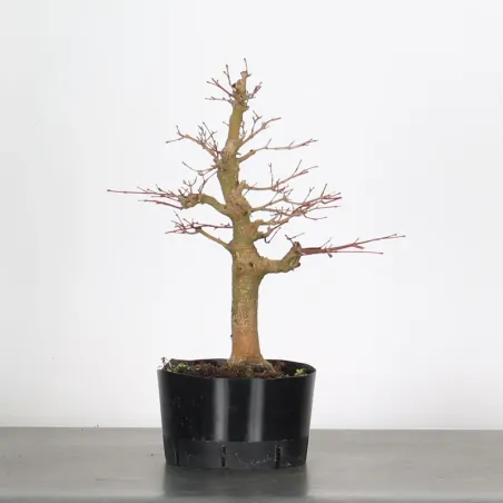 PREBONSAI ERABLE PALMATUM n°19