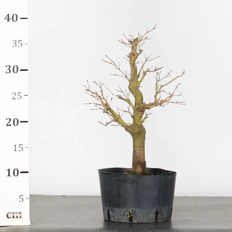 image supplémentaire - PREBONSAI MAPLE PALMATUM n°21