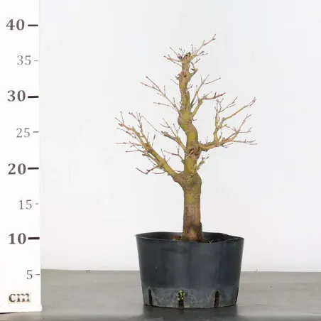 image supplémentaire - PREBONSAI ERABLE PALMATUM n°21