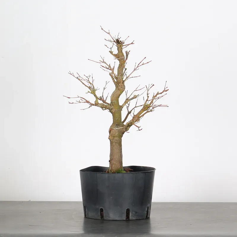 PREBONSAI ERABLE PALMATUM n°21