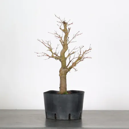 PREBONSAI ERABLE PALMATUM n°21