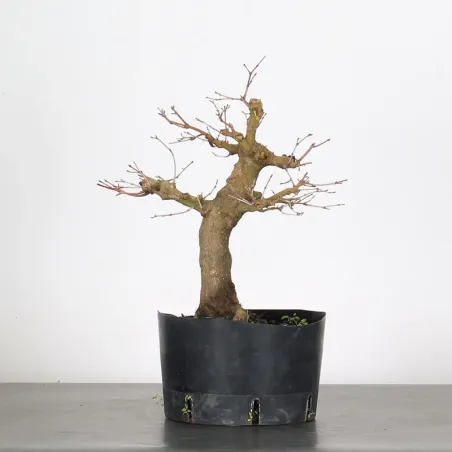 PREBONSAI ERABLE PALMATUM n°22