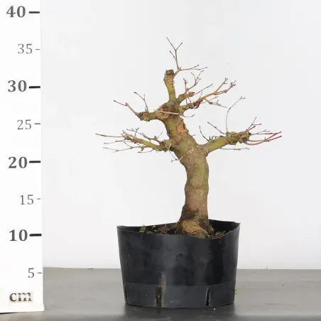 image supplémentaire - PREBONSAI MAPLE PALMATUM n°22