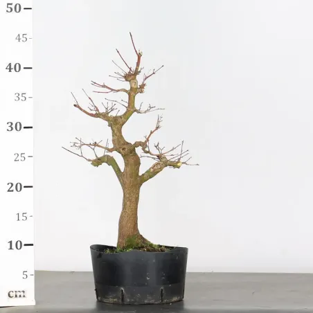image supplémentaire - PREBONSAI MAPLE PALMATUM n°23