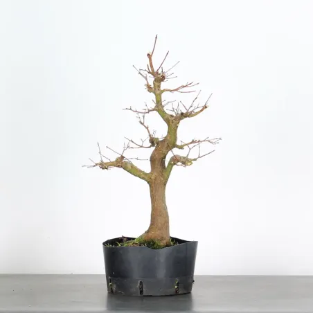 PREBONSAI ERABLE PALMATUM n°23