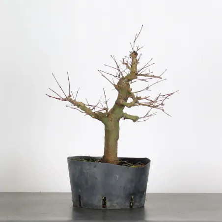 PREBONSAI ERABLE PALMATUM n°24