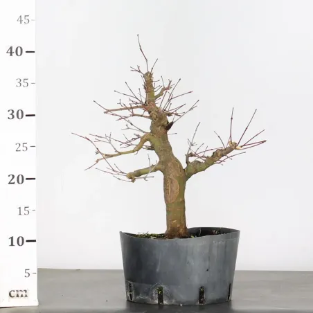 image supplémentaire - PREBONSAI MAPLE PALMATUM n°24
