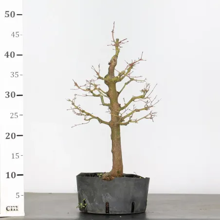 image supplémentaire - PREBONSAI ERABLE PALMATUM n°26