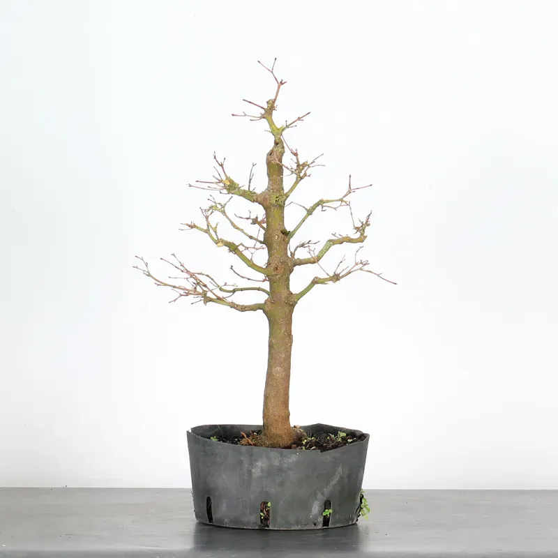 PREBONSAI ERABLE PALMATUM n°26