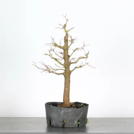 PREBONSAI ERABLE PALMATUM n°26