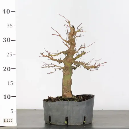 image supplémentaire - PREBONSAI ERABLE PALMATUM n°27
