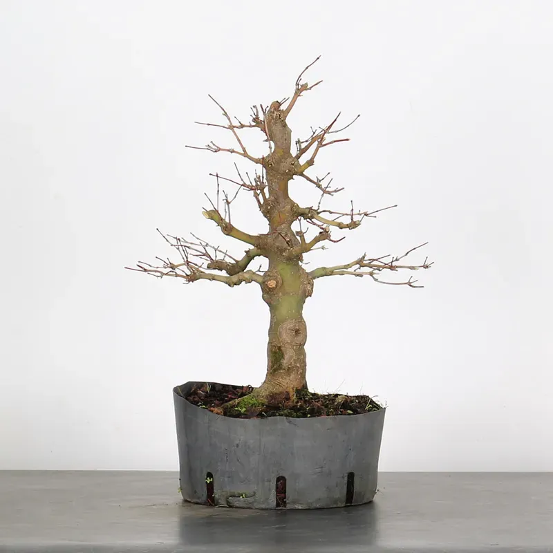 PREBONSAI MAPLE PALMATUM n°27