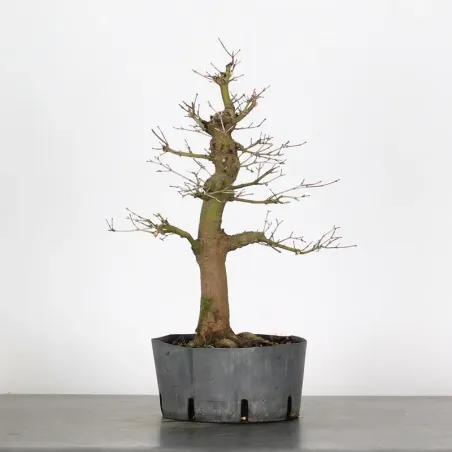 PREBONSAI MAPLE PALMATUM n°28