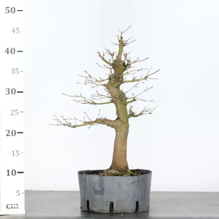image supplémentaire - PREBONSAI MAPLE PALMATUM n°28