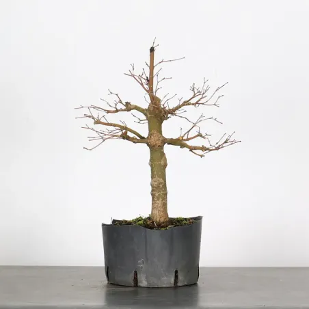 PREBONSAI ERABLE PALMATUM n°30