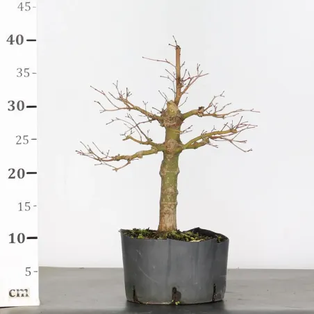 image supplémentaire - PREBONSAI MAPLE PALMATUM n°30