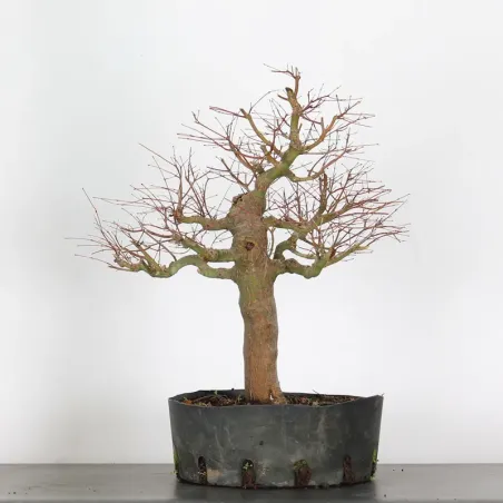 PREBONSAI MAPLE PALMATUM n°9