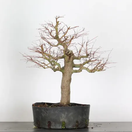 image supplémentaire - PREBONSAI ERABLE PALMATUM n°9