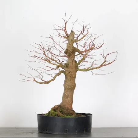 image supplémentaire - PREBONSAI MAPLE PALMATUM n°10