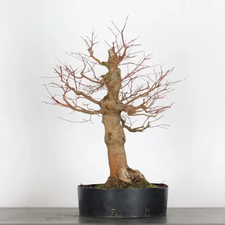 PREBONSAI MAPLE PALMATUM n°10