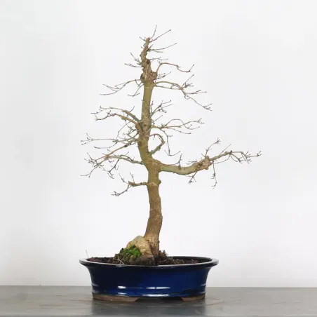 Bonsai Erable Palmatum Deshojo  AD-2-2