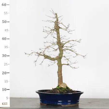 image supplémentaire - érable du japon "acer...