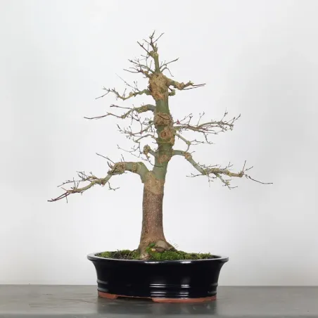 image supplémentaire - érable du japon "acer...