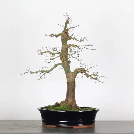 Japanese maple "acer deshojo" 1-3